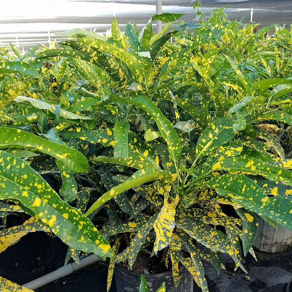 codiaeum-variegatum-sloppy-painter-croton
