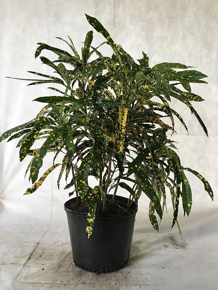 codiaeum-variegatum-sloppy-painter-croton
