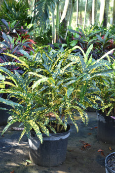 codiaeum-variegatum-sloppy-painter-croton
