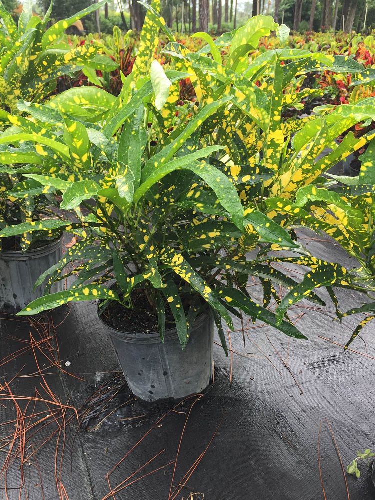 codiaeum-variegatum-sloppy-painter-croton