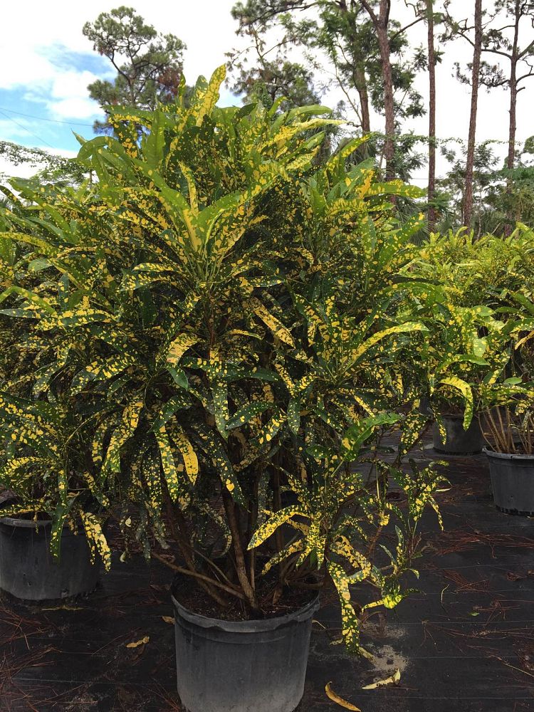 codiaeum-variegatum-sloppy-painter-croton