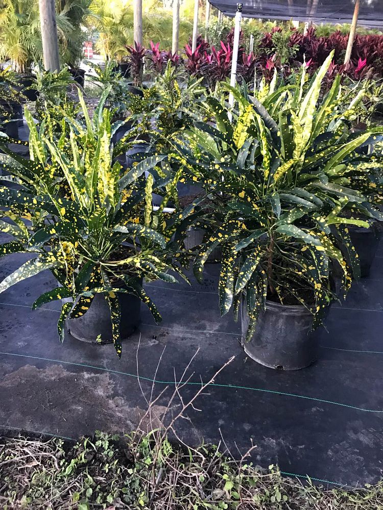 codiaeum-variegatum-sloppy-painter-croton