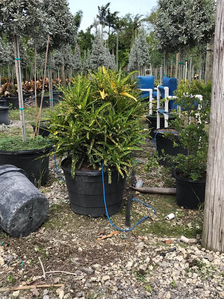 codiaeum-variegatum-sloppy-painter-croton