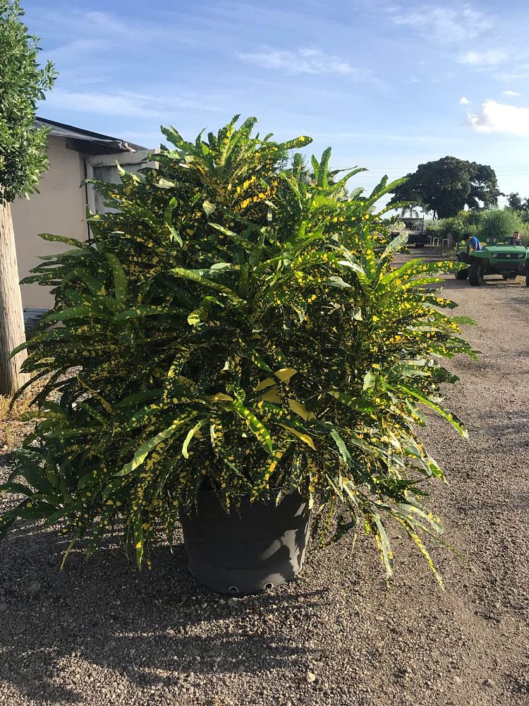 codiaeum-variegatum-sloppy-painter-croton