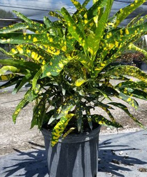 codiaeum-variegatum-sloppy-painter-croton