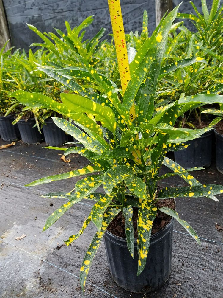 codiaeum-variegatum-sloppy-painter-croton