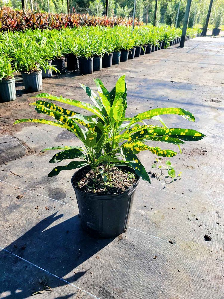 codiaeum-variegatum-sloppy-painter-croton