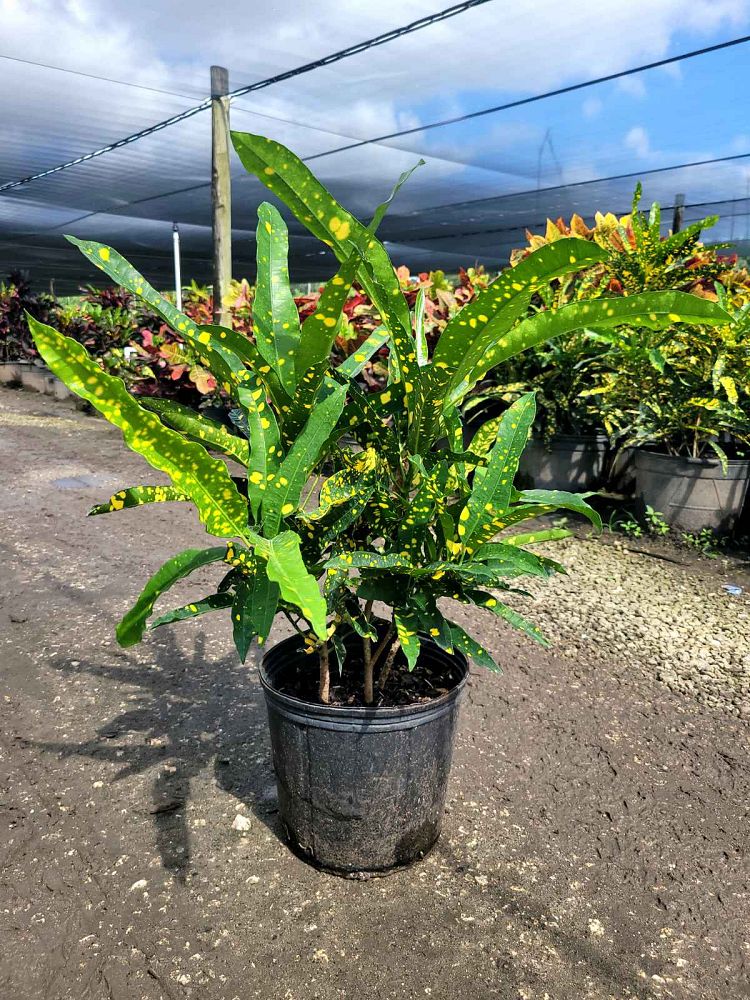 codiaeum-variegatum-sloppy-painter-croton