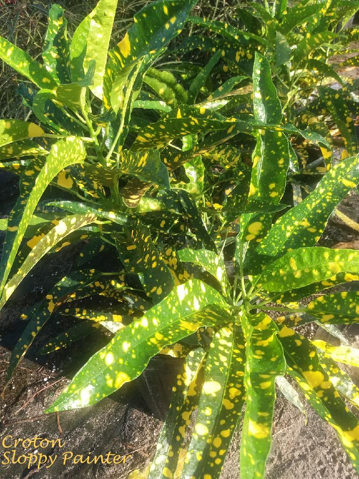 codiaeum-variegatum-sloppy-painter-croton