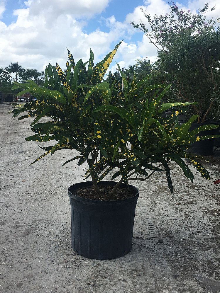 codiaeum-variegatum-sloppy-painter-croton