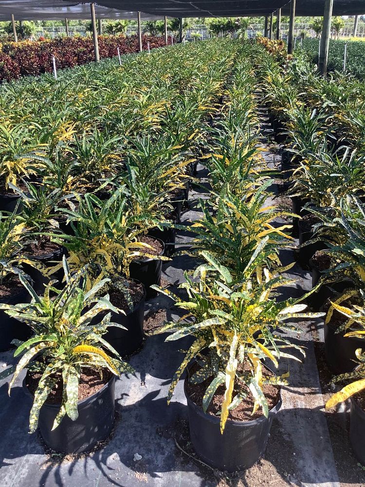codiaeum-variegatum-sloppy-painter-croton