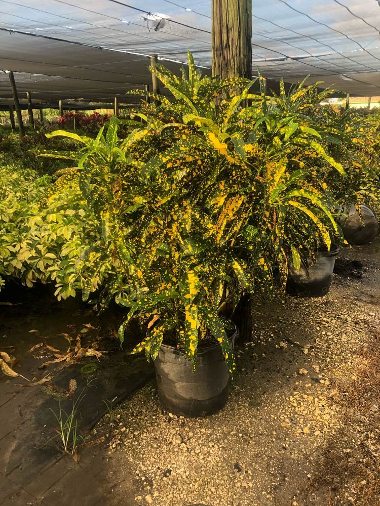 codiaeum-variegatum-sloppy-painter-croton