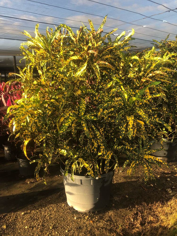 codiaeum-variegatum-sloppy-painter-croton
