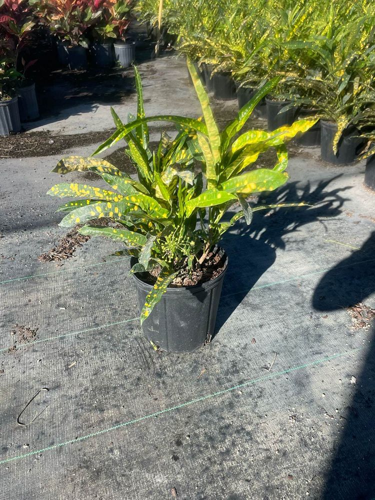 codiaeum-variegatum-sloppy-painter-croton