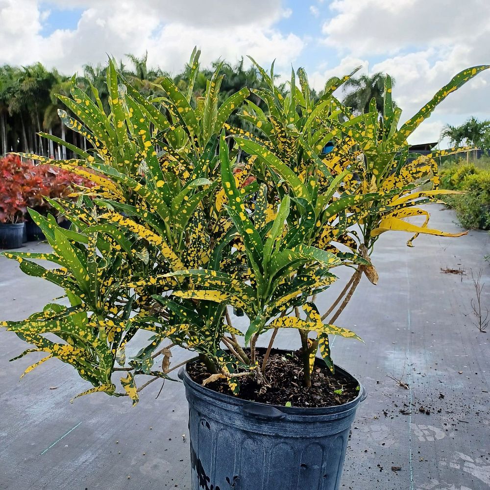 codiaeum-variegatum-sloppy-painter-croton