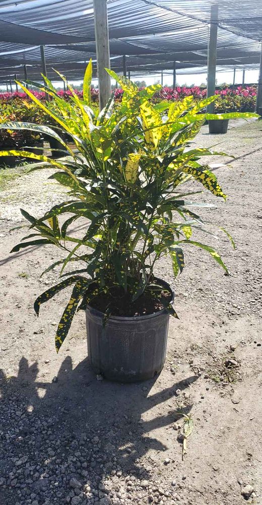 codiaeum-variegatum-sloppy-painter-croton