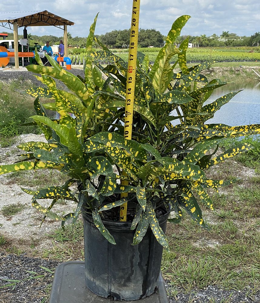 codiaeum-variegatum-sloppy-painter-croton