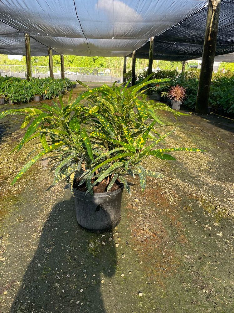 codiaeum-variegatum-sloppy-painter-croton
