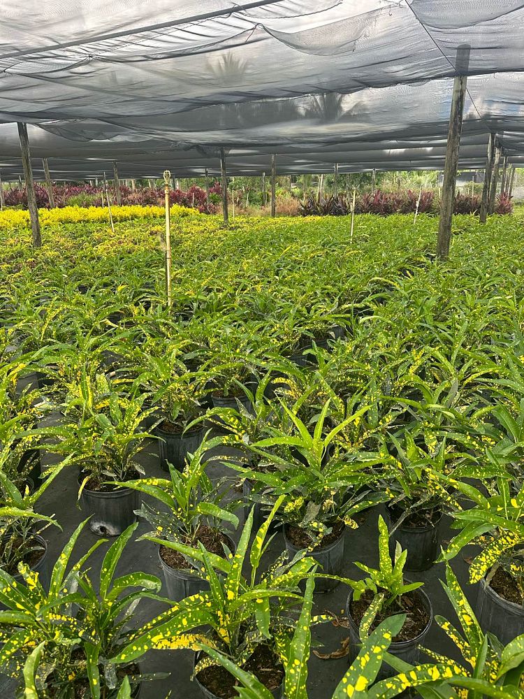 codiaeum-variegatum-sloppy-painter-croton