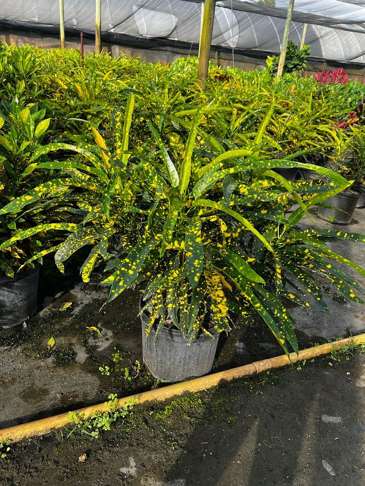 codiaeum-variegatum-sloppy-painter-croton