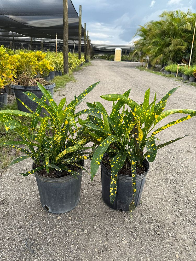 codiaeum-variegatum-sloppy-painter-croton