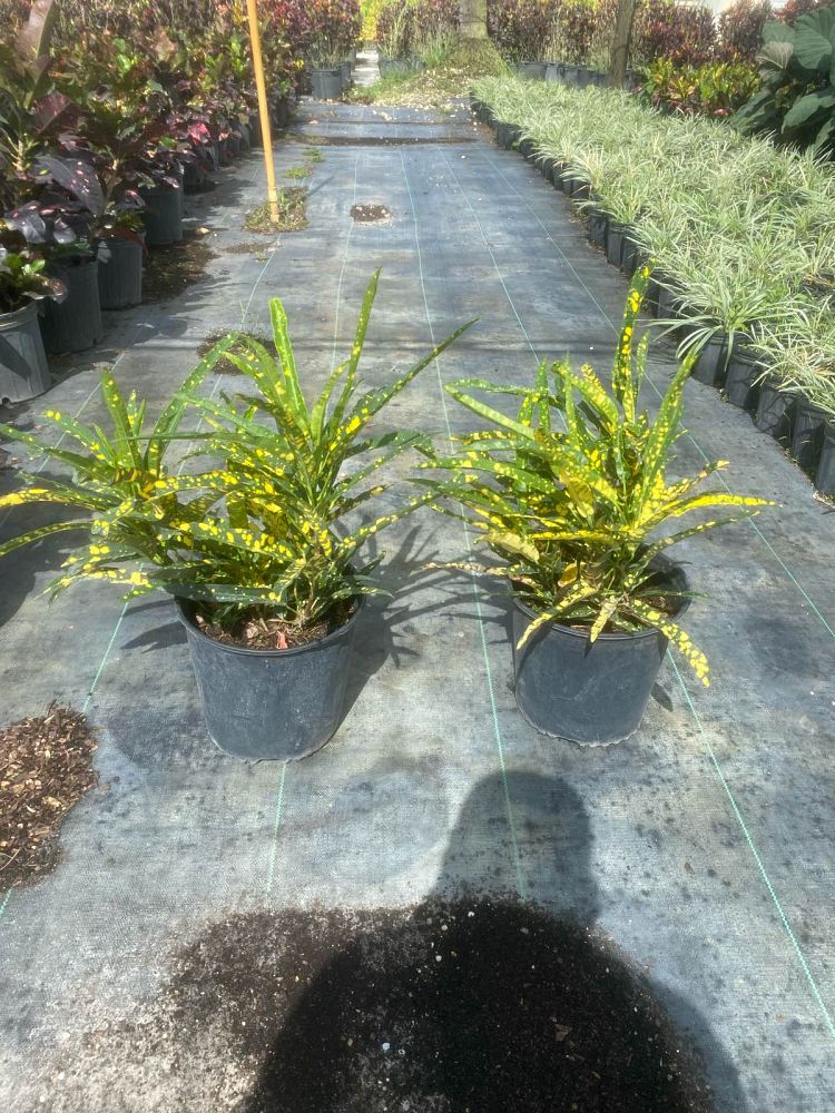 codiaeum-variegatum-sloppy-painter-croton