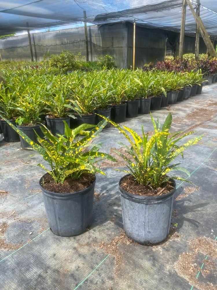 codiaeum-variegatum-sloppy-painter-croton