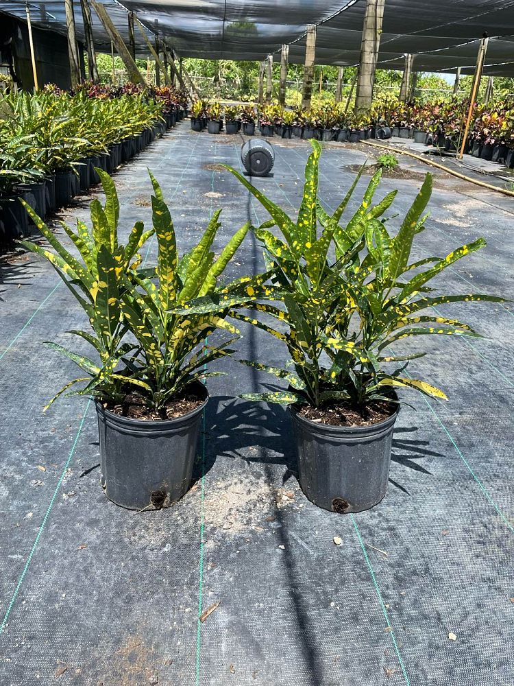 codiaeum-variegatum-sloppy-painter-croton