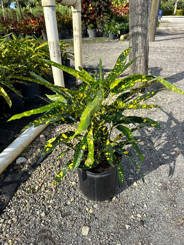 codiaeum-variegatum-sloppy-painter-croton
