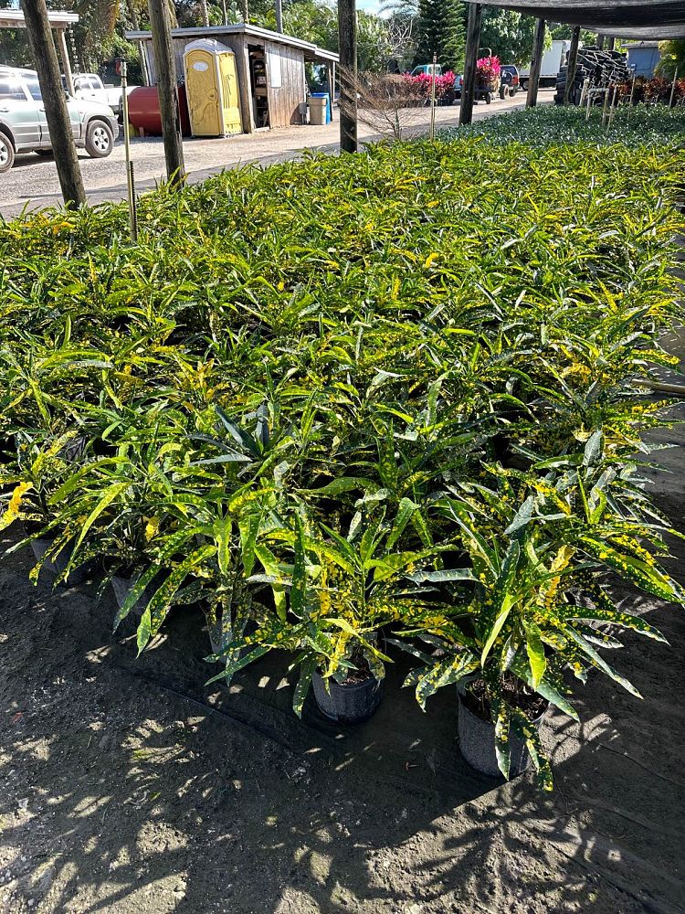 codiaeum-variegatum-sloppy-painter-croton