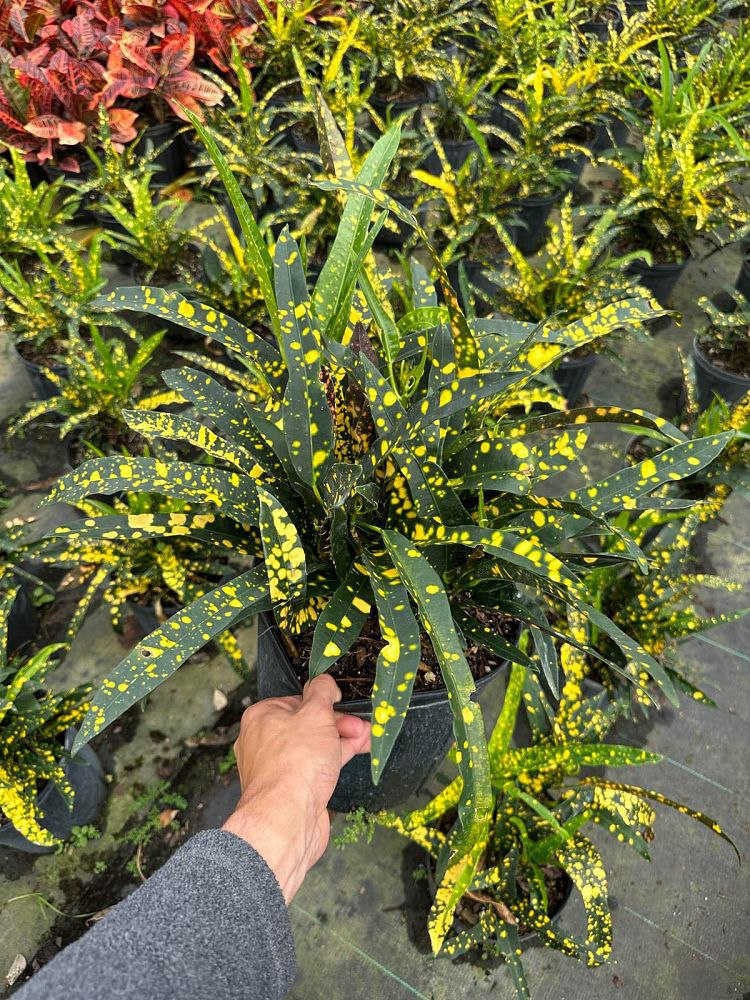 codiaeum-variegatum-sloppy-painter-croton