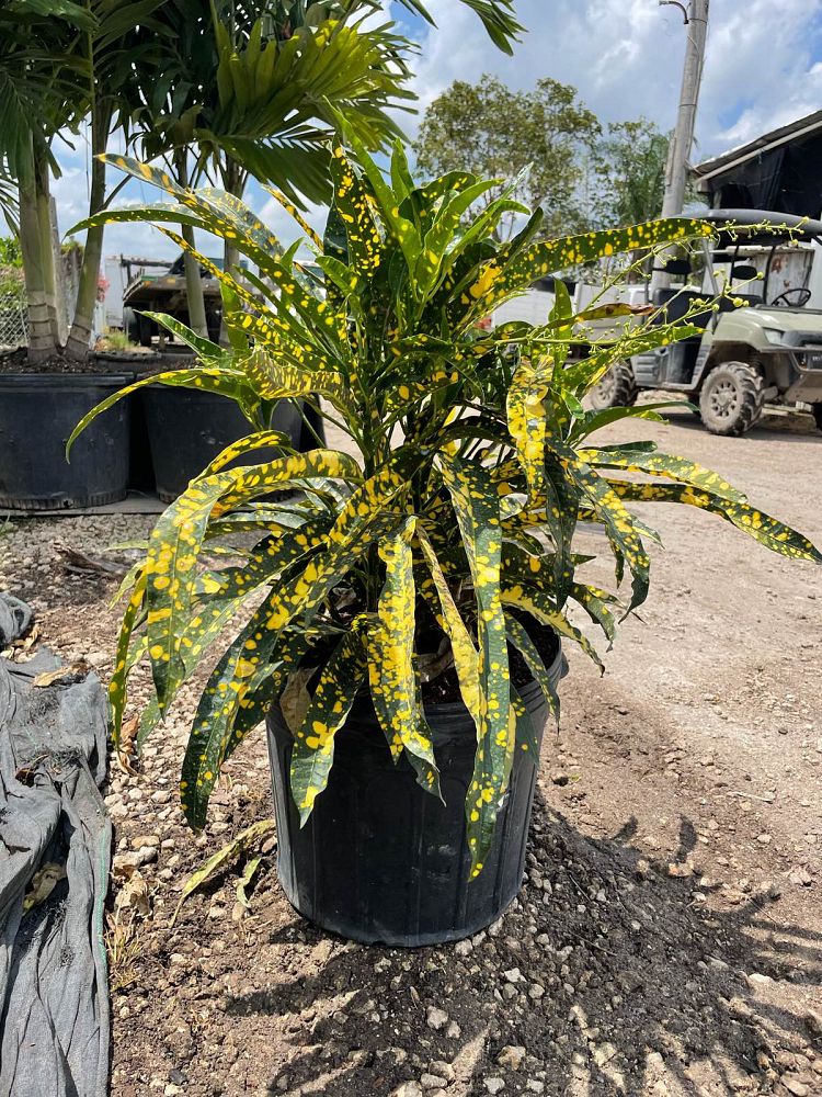codiaeum-variegatum-sloppy-painter-croton