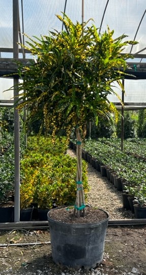 codiaeum-variegatum-sloppy-painter-croton