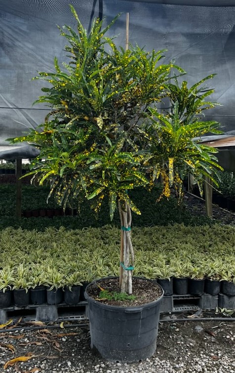 codiaeum-variegatum-sloppy-painter-croton