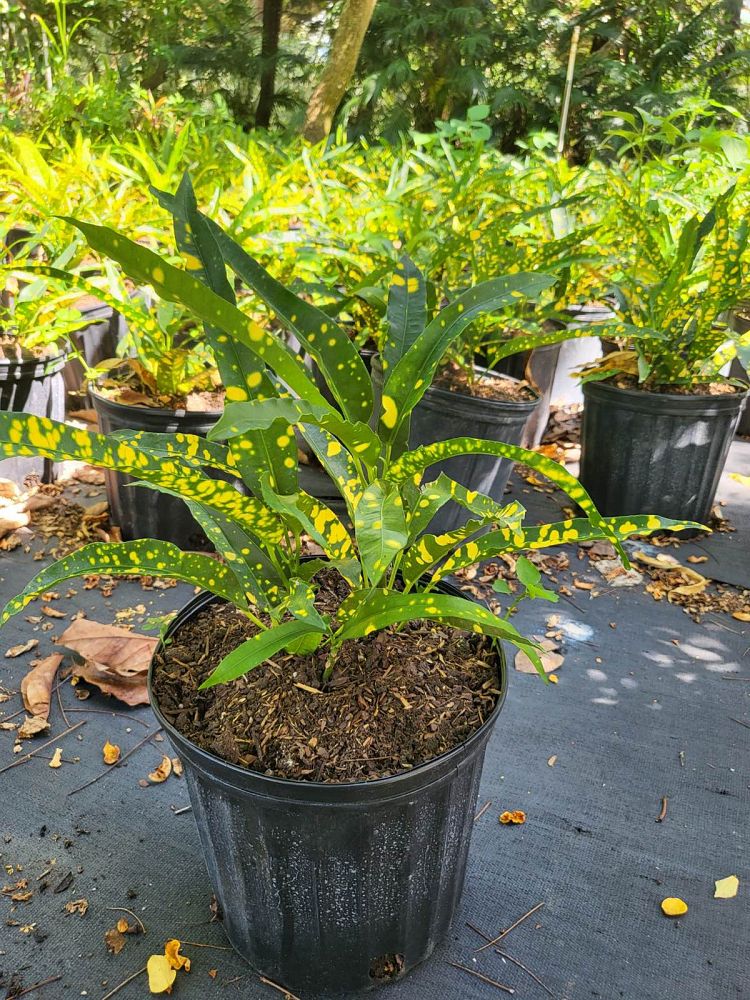 codiaeum-variegatum-sloppy-painter-croton