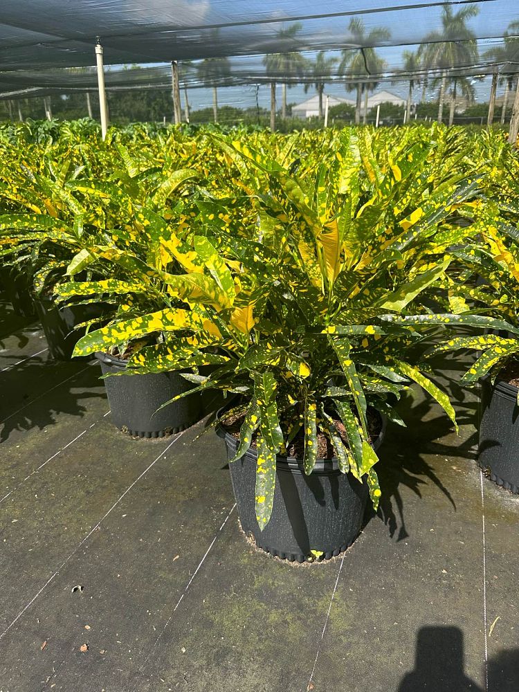 codiaeum-variegatum-sloppy-painter-croton