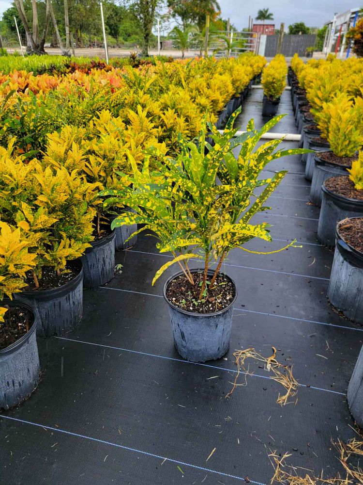 codiaeum-variegatum-sloppy-painter-croton
