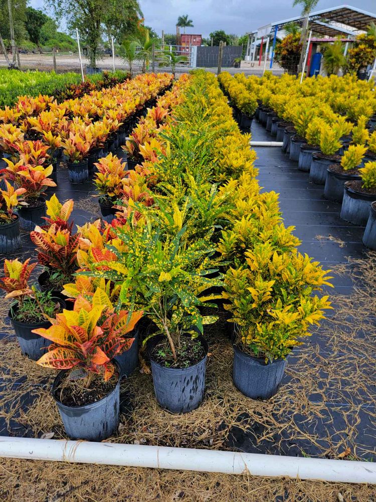 codiaeum-variegatum-sloppy-painter-croton