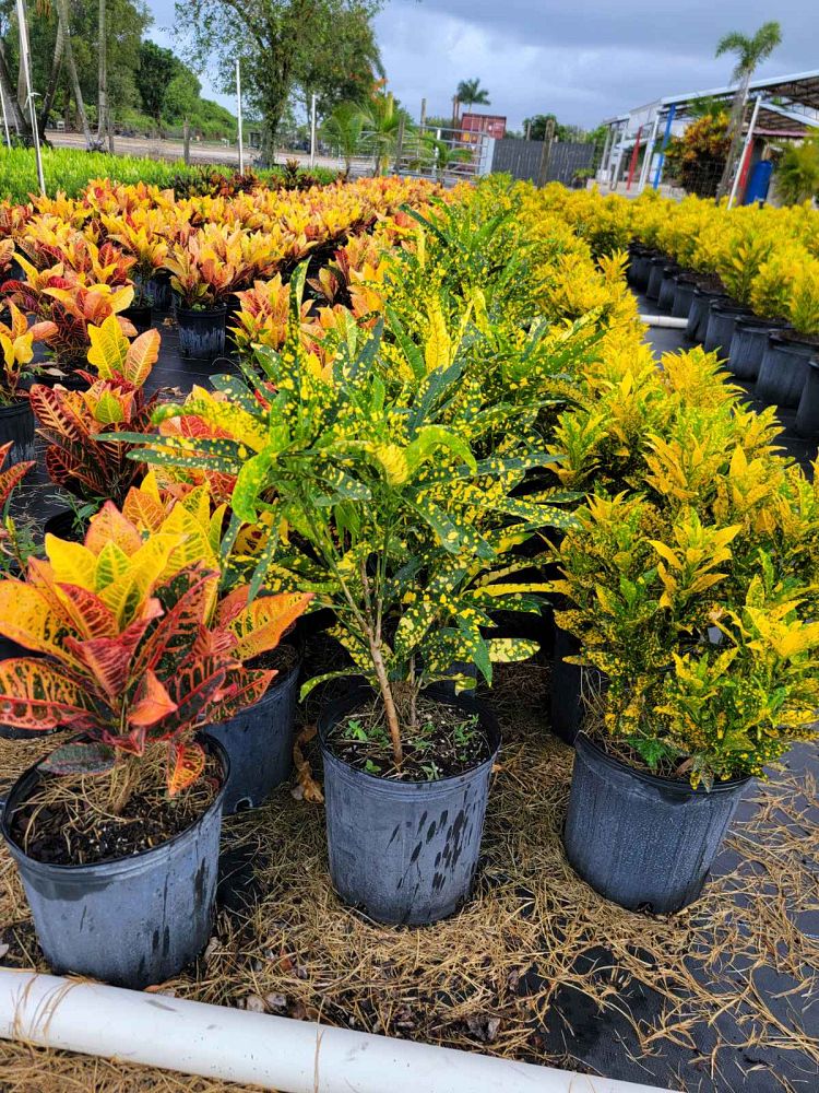 codiaeum-variegatum-sloppy-painter-croton
