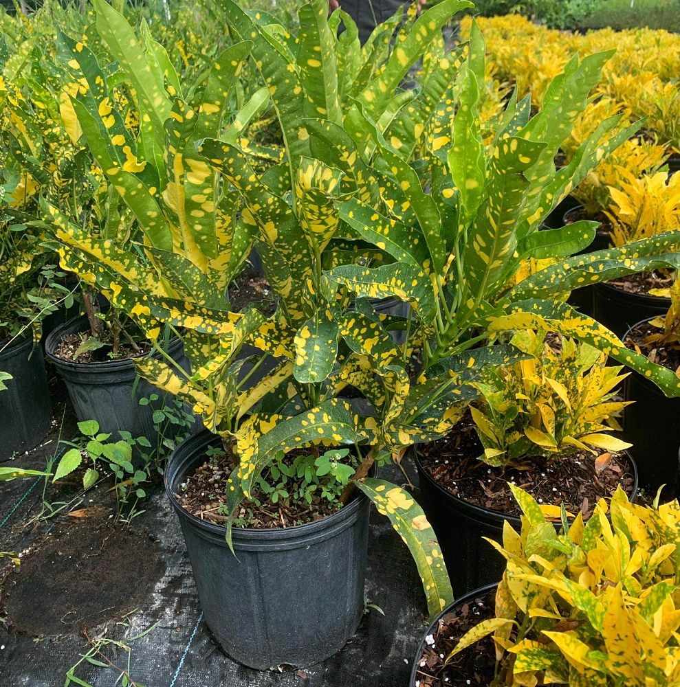 codiaeum-variegatum-sloppy-painter-croton