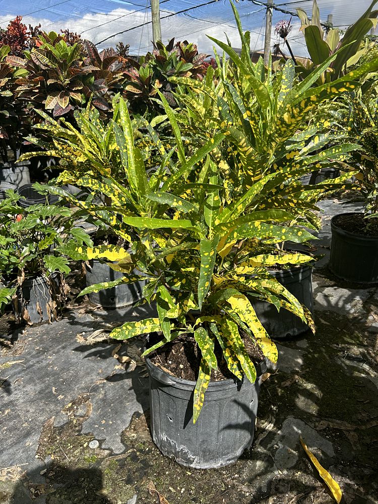codiaeum-variegatum-sloppy-painter-croton