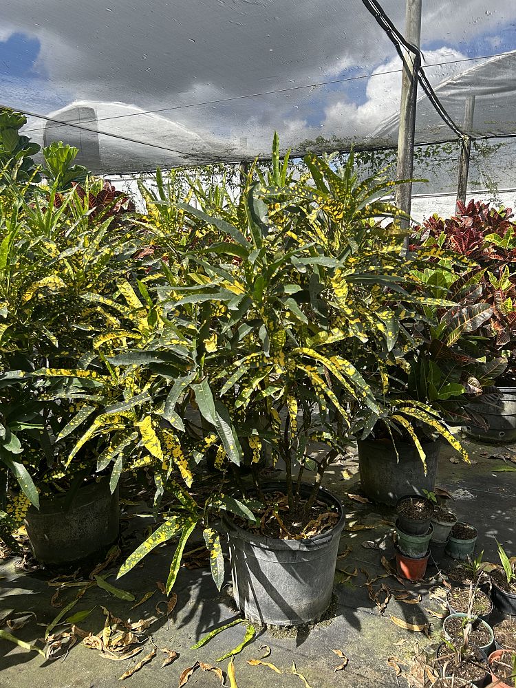 codiaeum-variegatum-sloppy-painter-croton