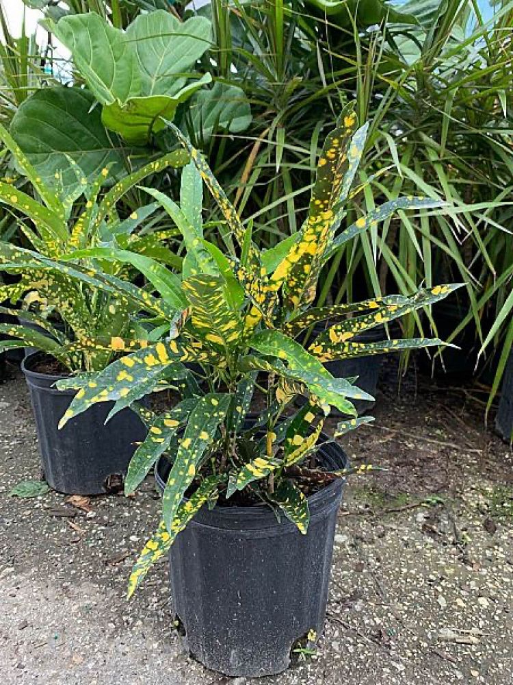 codiaeum-variegatum-sloppy-painter-croton