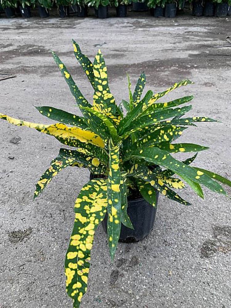 codiaeum-variegatum-sloppy-painter-croton