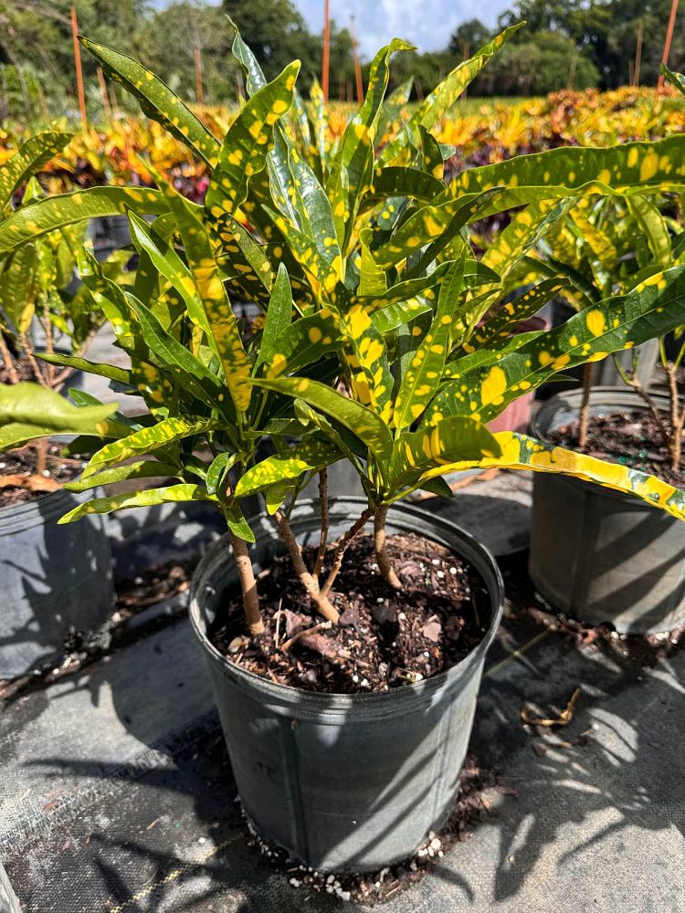 codiaeum-variegatum-sloppy-painter-croton