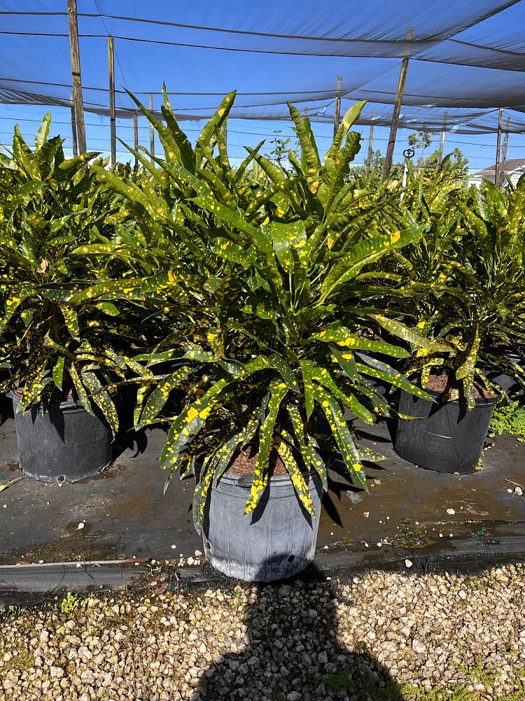 codiaeum-variegatum-sloppy-painter-croton