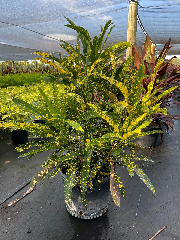 codiaeum-variegatum-sloppy-painter-croton