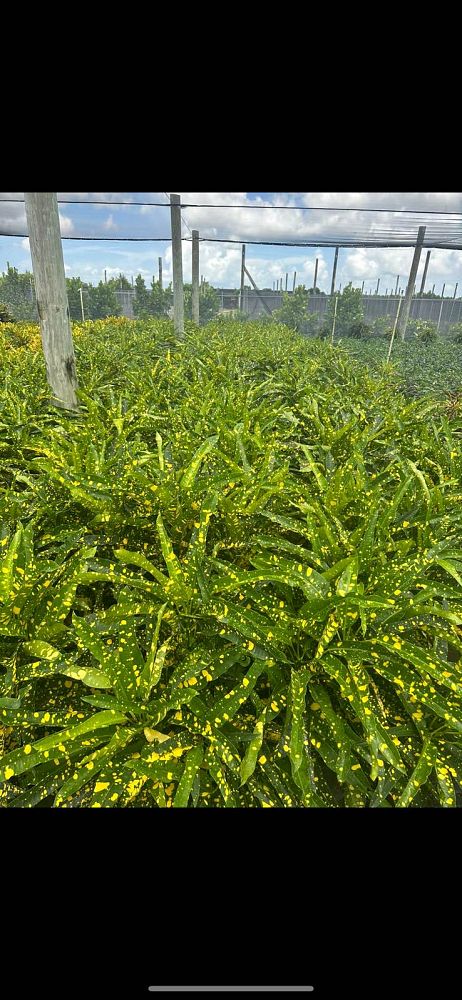 codiaeum-variegatum-sloppy-painter-croton