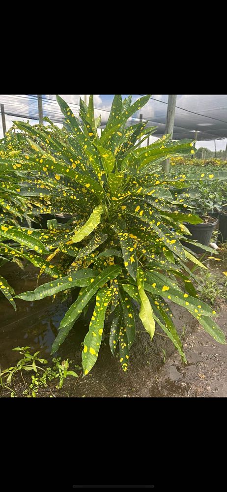 codiaeum-variegatum-sloppy-painter-croton