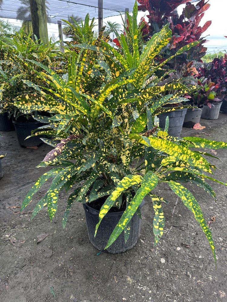 codiaeum-variegatum-sloppy-painter-croton